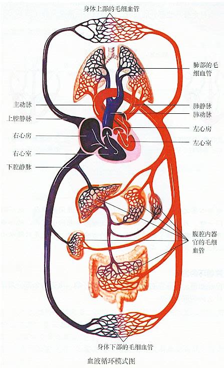 血液循环简图|血液循环简图